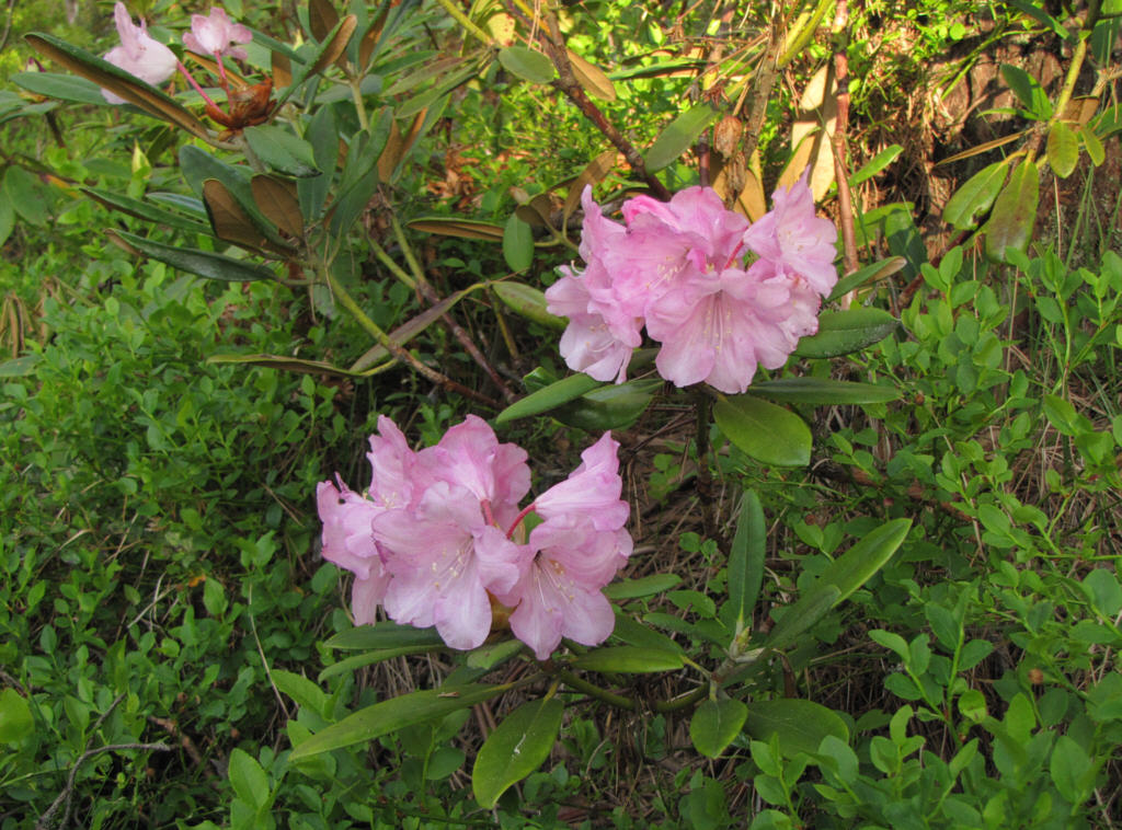 IMG_2113_degronianum ssp. yakushimanum x degronianum X degronianum Milde.jpg - ( R. degronianum  ssp.  yakushimanum  x  degronianum ) x  degronianum  - 5.6.2011